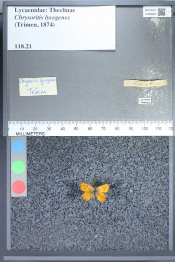 Media type: image;   Entomology 66948